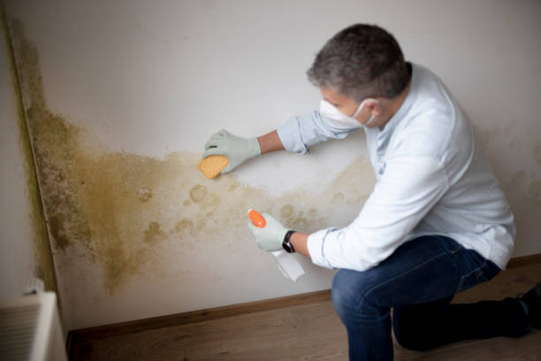 Best Asbestos and Lead Testing During Mold Inspection  in Whitg, IN