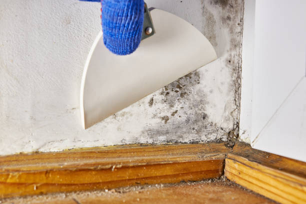 Reliable Whiting, IN Mold Removal Solutions