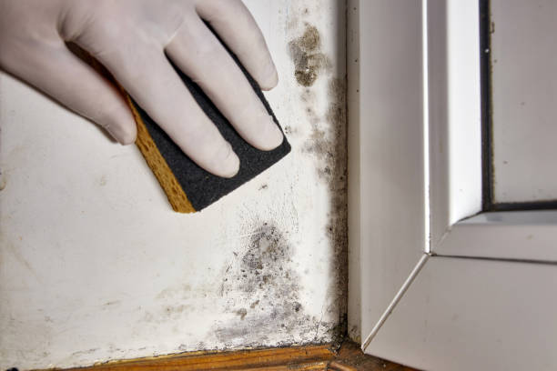 Best Mold Removal for HVAC Installations  in Whitg, IN